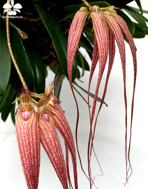 Bulbophyllum Elizabeth Ann Buckleberry