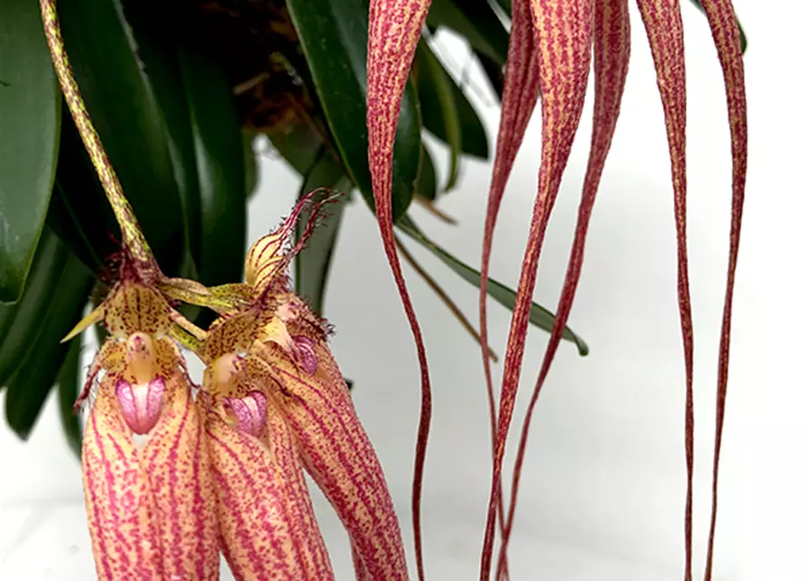 Bulbophyllum Elizabeth Ann Buckleberry