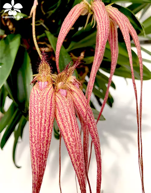 Bulbophyllum Elizabeth Ann Buckleberry