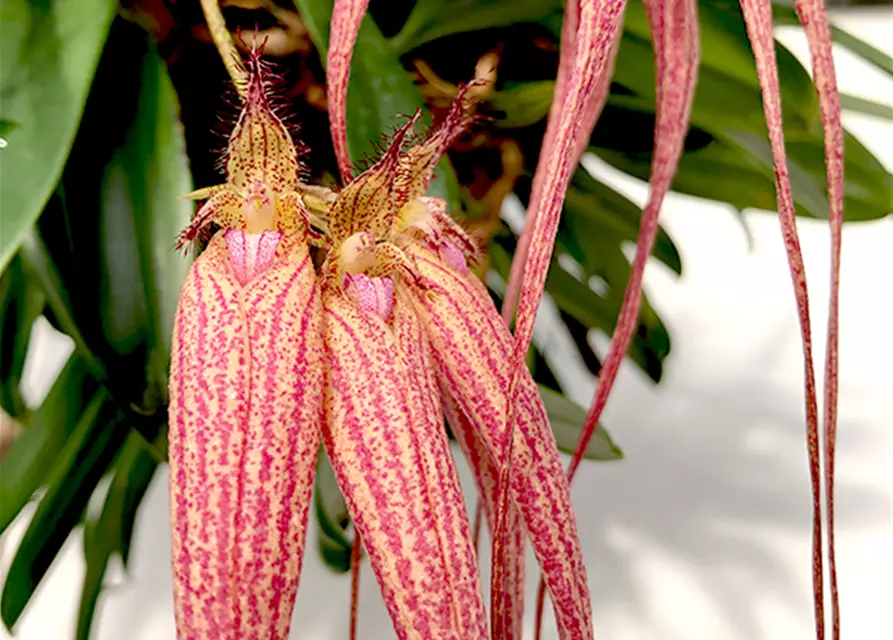 Bulbophyllum Elizabeth Ann Buckleberry