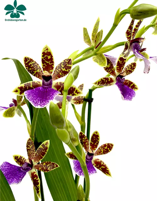 Zygopetalum Trozy Blue