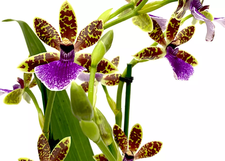 Zygopetalum Trozy Blue