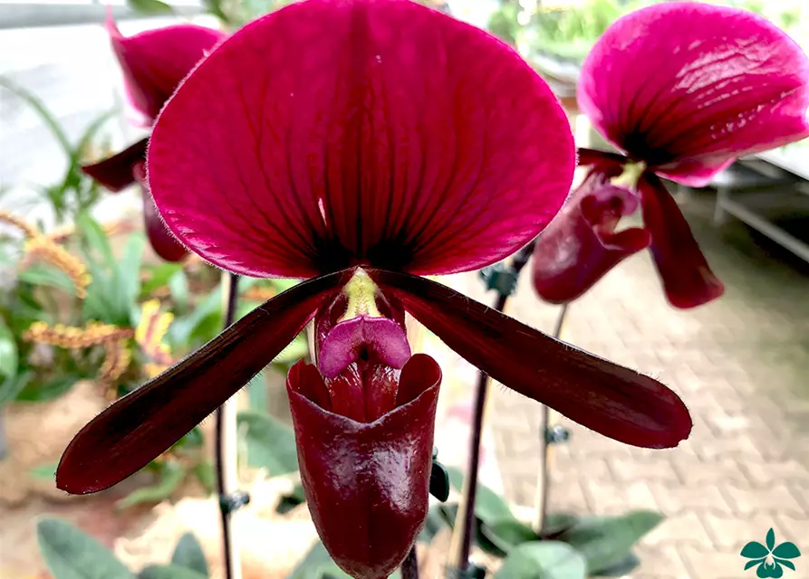 Paphiopedilum Black Jack