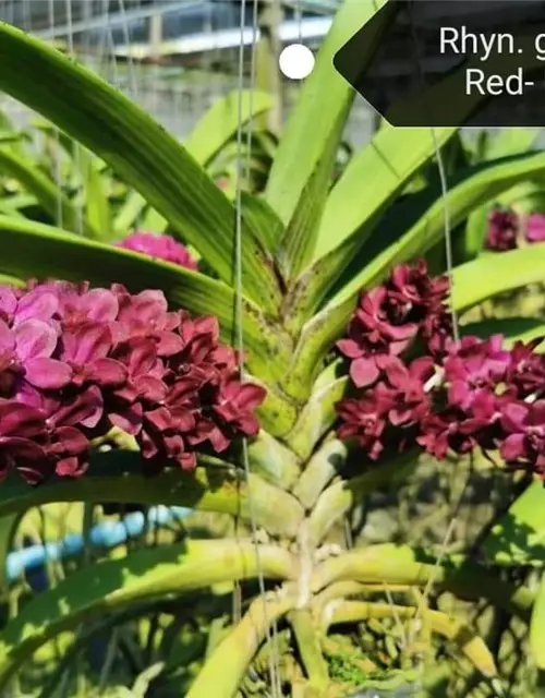 Rhynchostylis dunkel rot