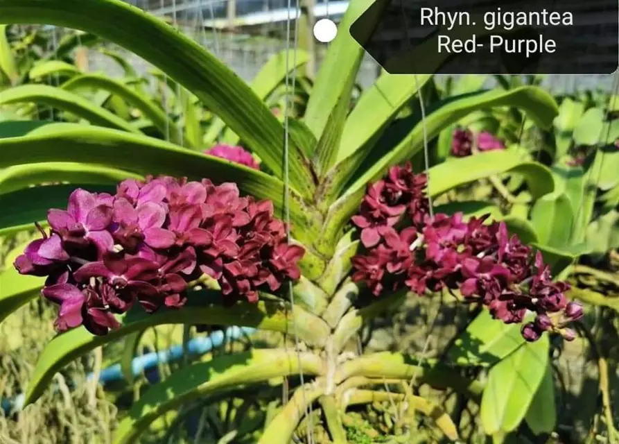 Rhynchostylis dunkel rot