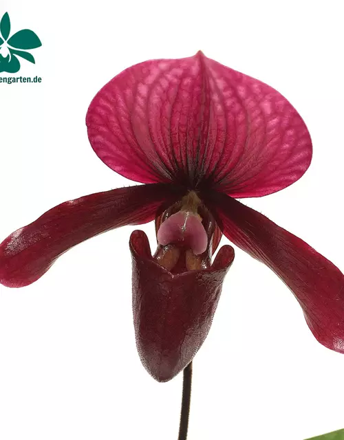 Paphiopedilum Black Jack