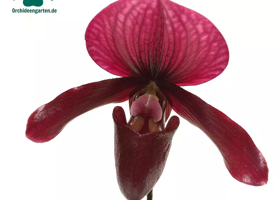 Paphiopedilum Black Jack