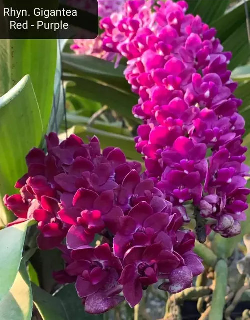 Rhynchostylis dunkel rot