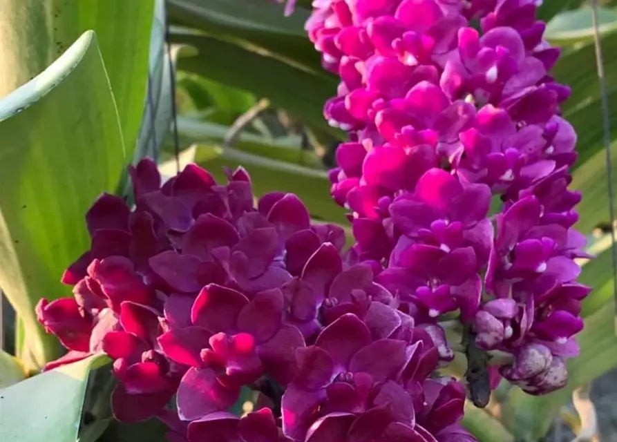 Rhynchostylis dunkel rot