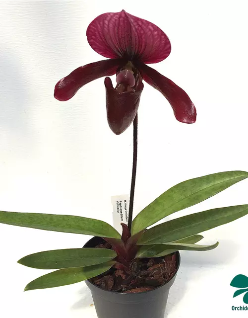 Paphiopedilum Black Jack