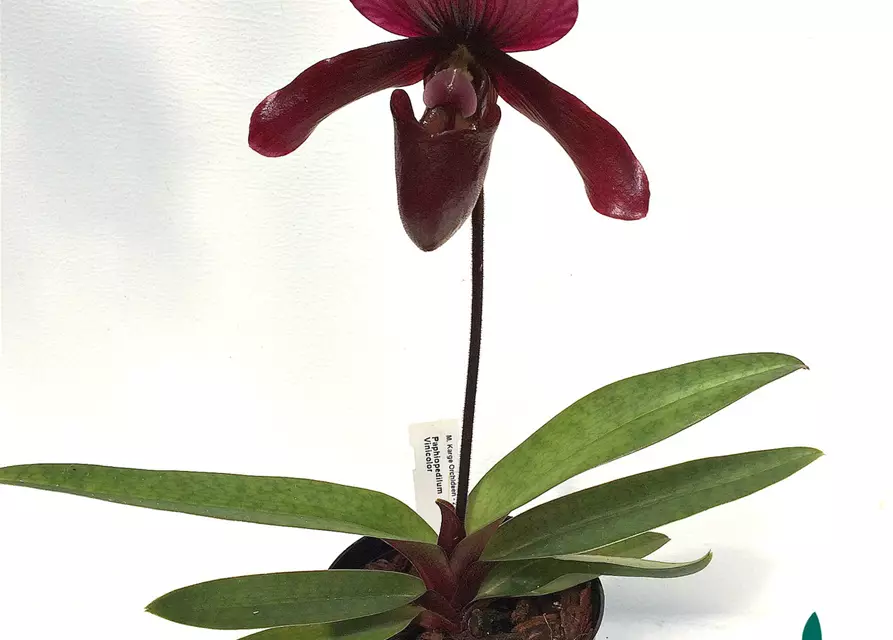 Paphiopedilum Black Jack