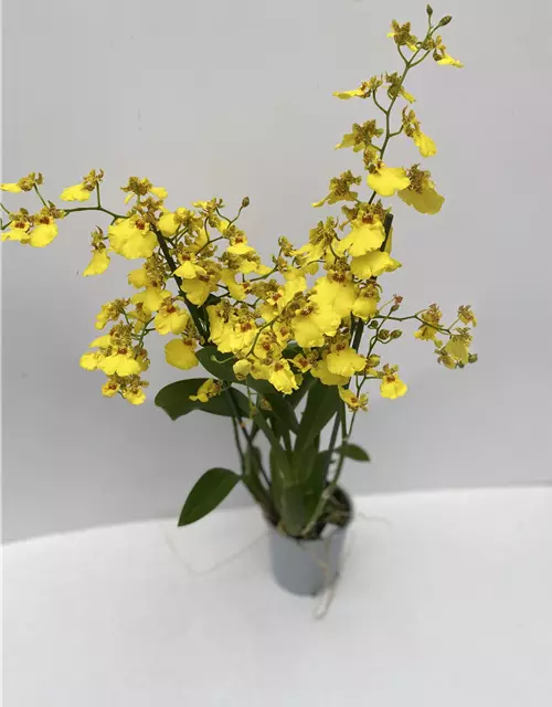 Oncidium Sweet Sugar