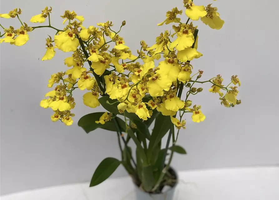 Oncidium Sweet Sugar