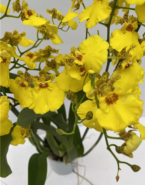 Oncidium Sweet Sugar