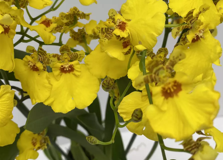 Oncidium Sweet Sugar