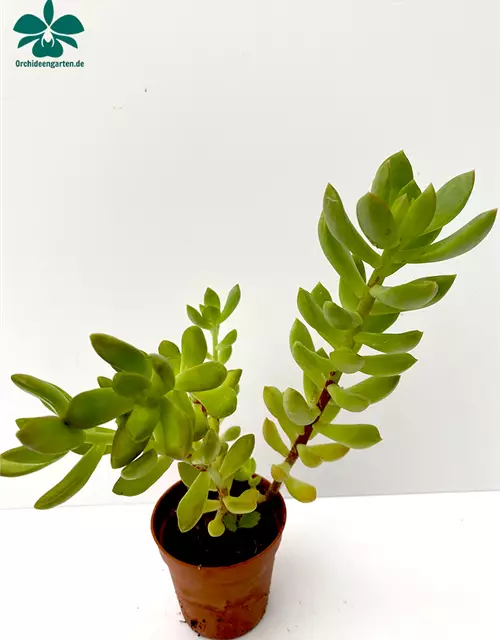 Crassula spec.