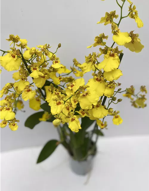 Oncidium Sweet Sugar