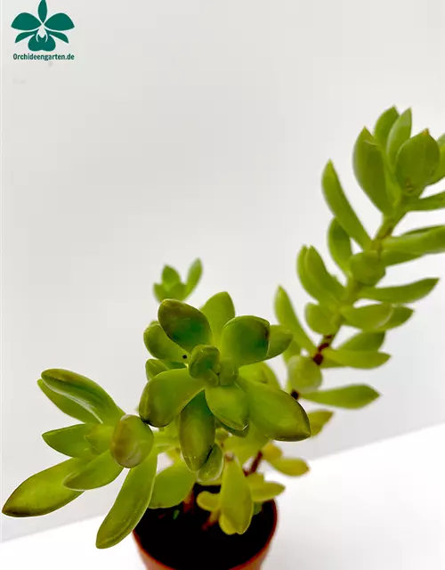 Crassula spec.