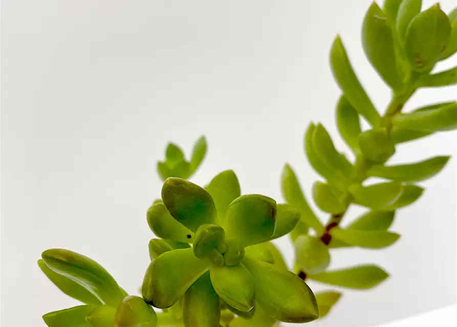 Crassula spec.