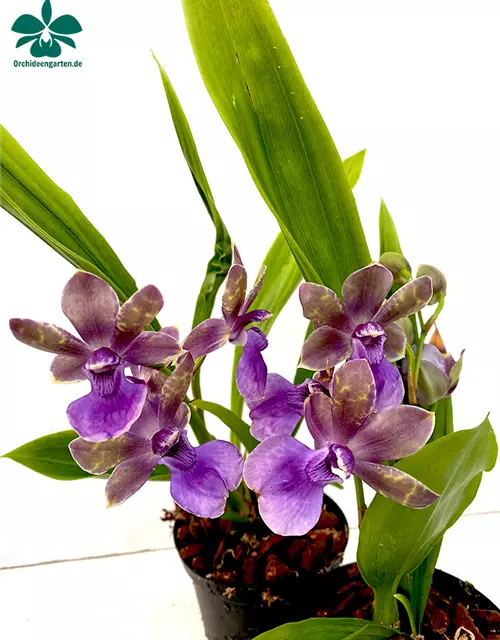 Zygopetalum x Acacallis