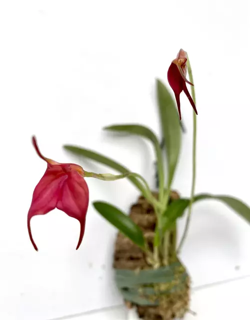 Masdevallia barleana