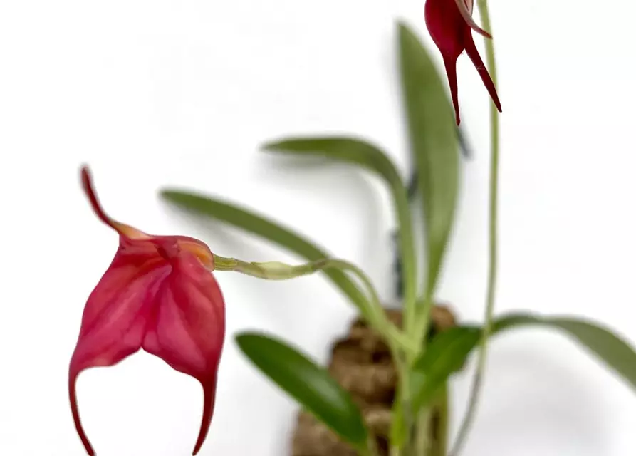 Masdevallia barleana