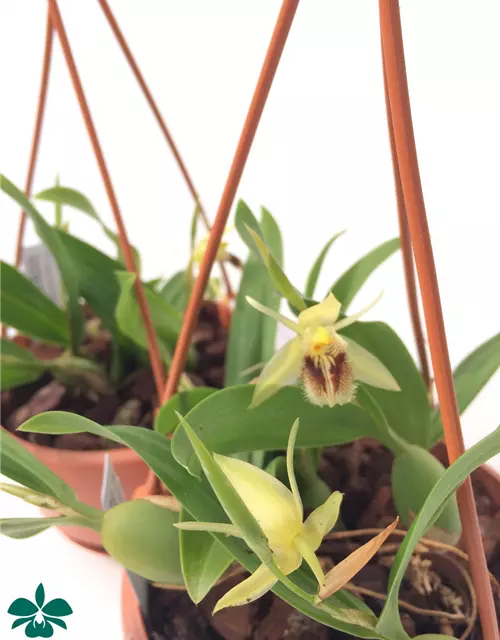 Coelogyne fimbriata