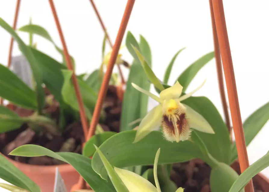 Coelogyne fimbriata