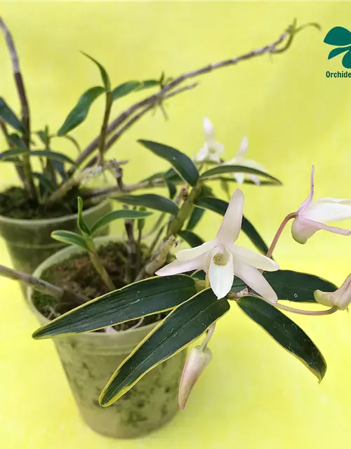 Dendrobium moniliforme albomarginatum