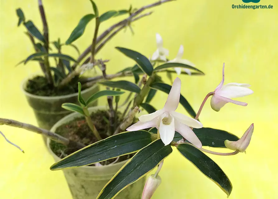 Dendrobium moniliforme albomarginatum