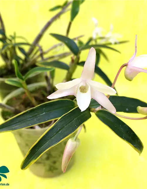 Dendrobium moniliforme albomarginatum