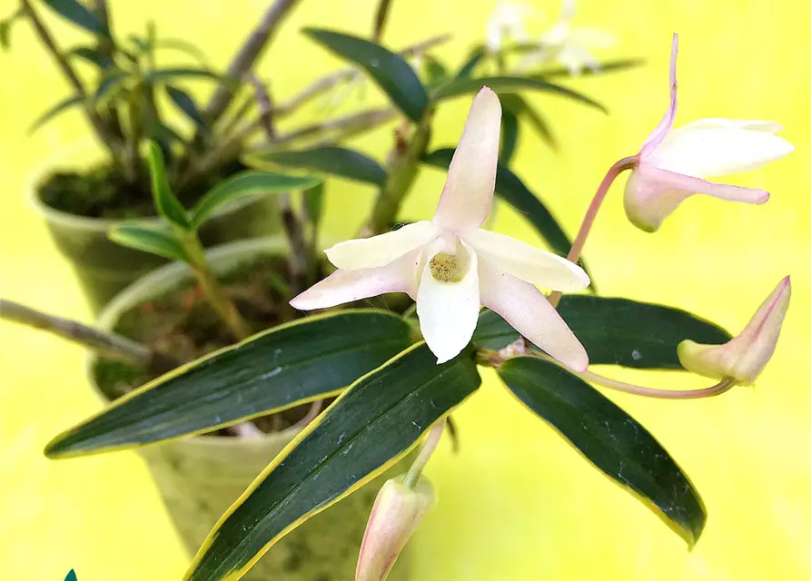 Dendrobium moniliforme albomarginatum