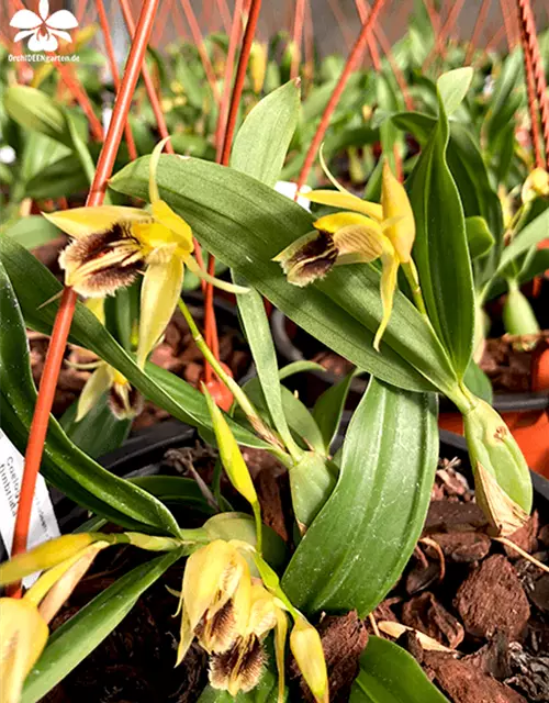 Coelogyne fimbriata