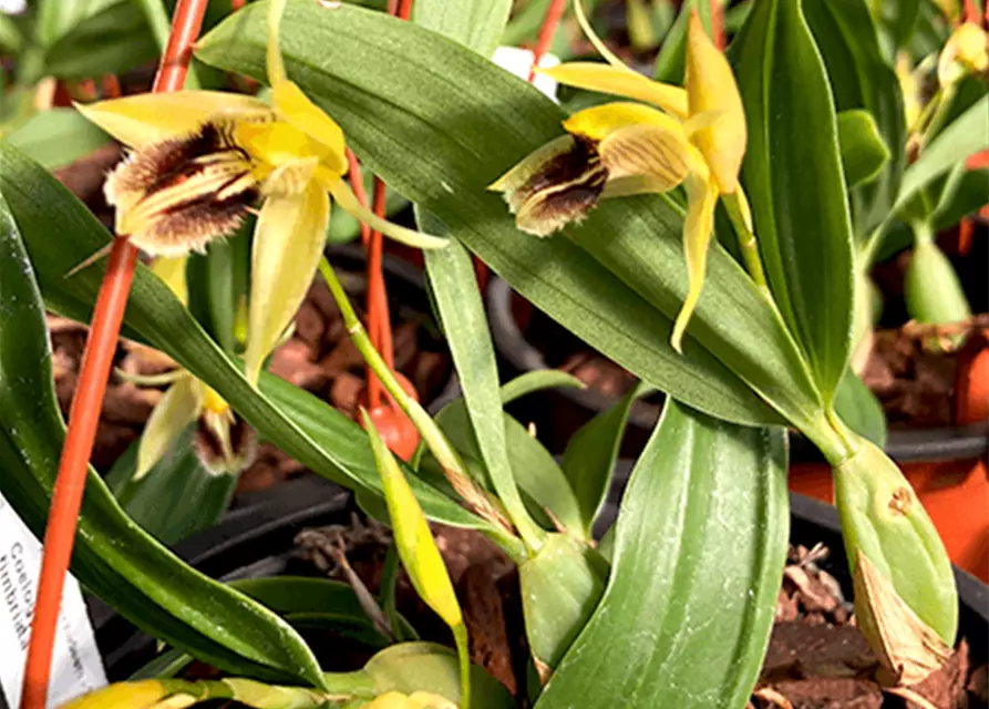 Coelogyne fimbriata