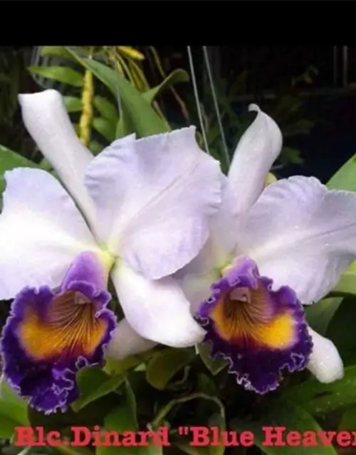 Rlc. Dinard 'Blue Heaven'