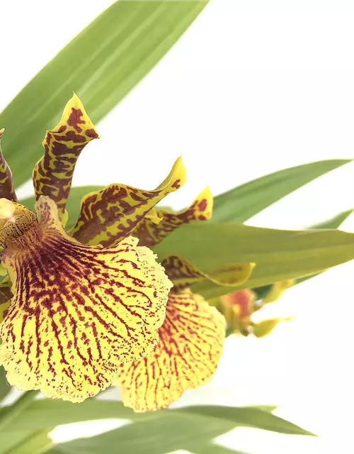 Zygopetalum x Promeneae