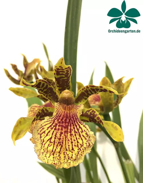 Zygopetalum x Promeneae