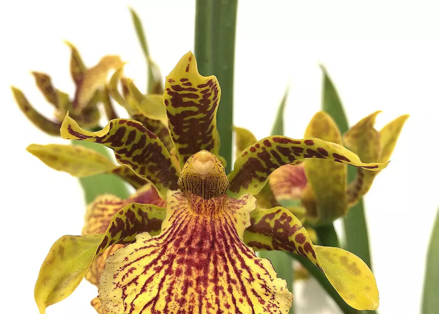 Zygopetalum x Promeneae