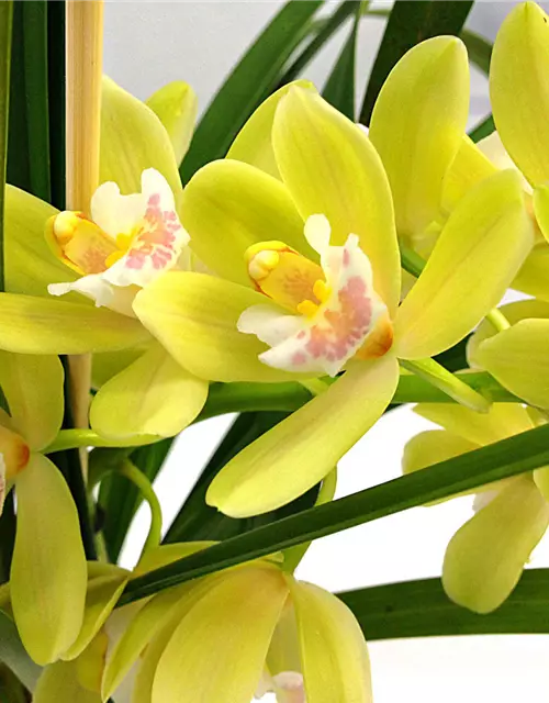 Cymbidium Happy Mail grüngelb