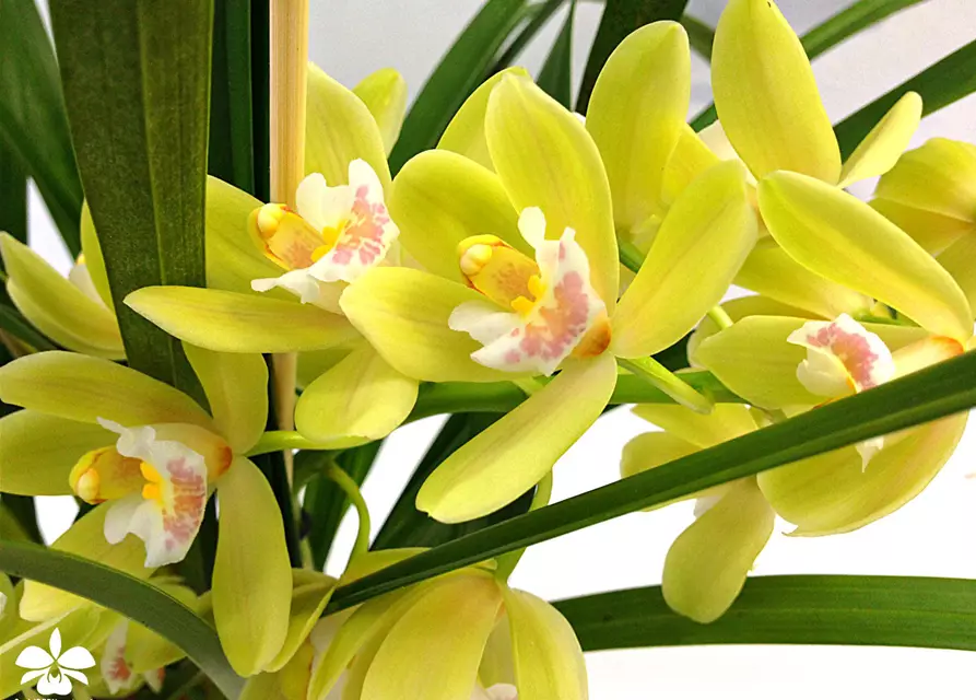 Cymbidium Happy Mail grüngelb