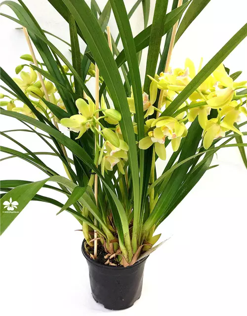 Cymbidium Happy Mail grüngelb