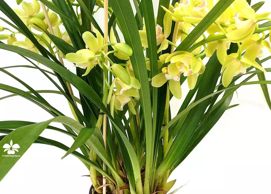 Cymbidium Happy Mail grüngelb