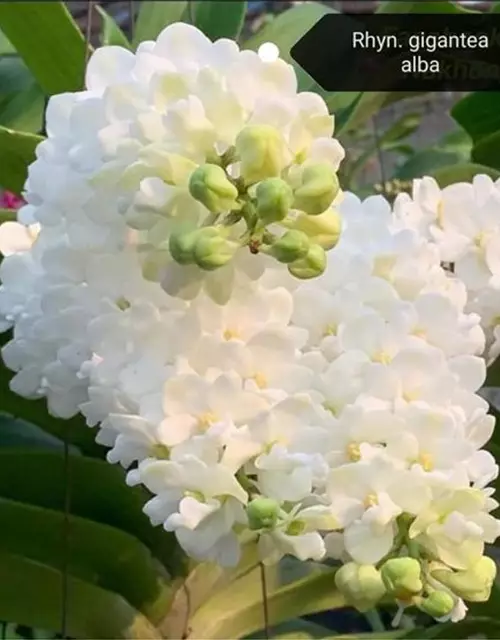 Rhynchostylis gigantea