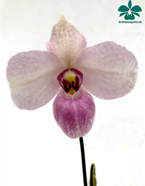 Paphiopedilum delenatii