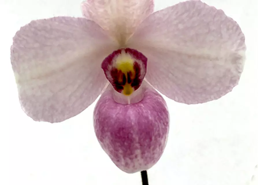 Paphiopedilum delenatii