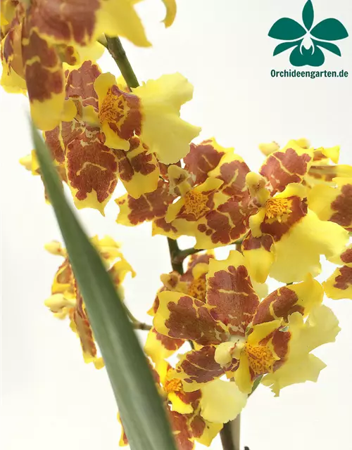 Oncidium Tigerschein x Florispum