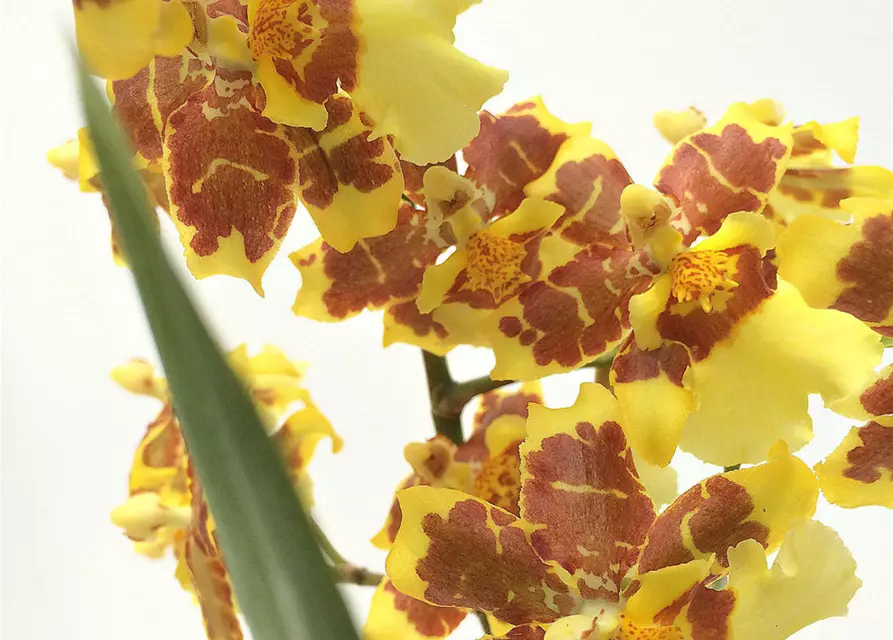 Oncidium Tigerschein x Florispum