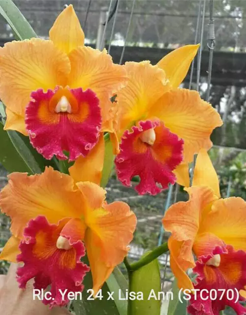 Rlc. Yen 24 Carat x Lisa Ann