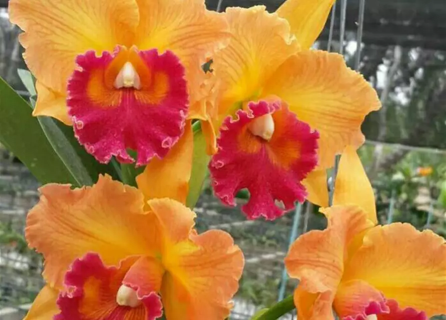 Rlc. Yen 24 Carat x Lisa Ann