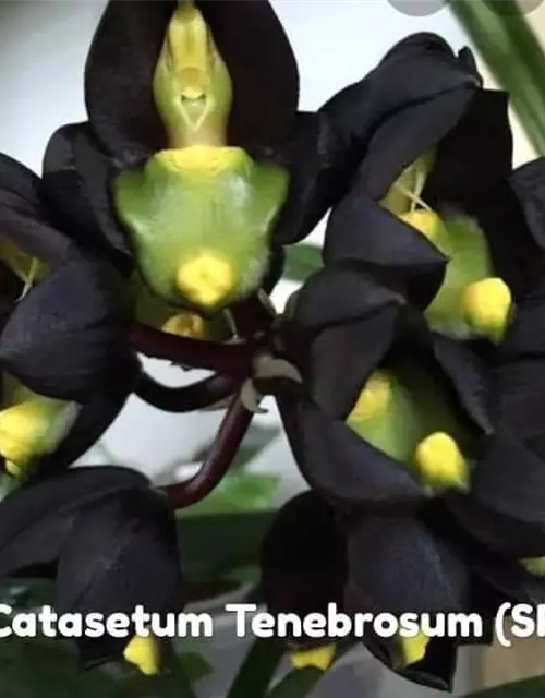 Catasetum tenebrosum